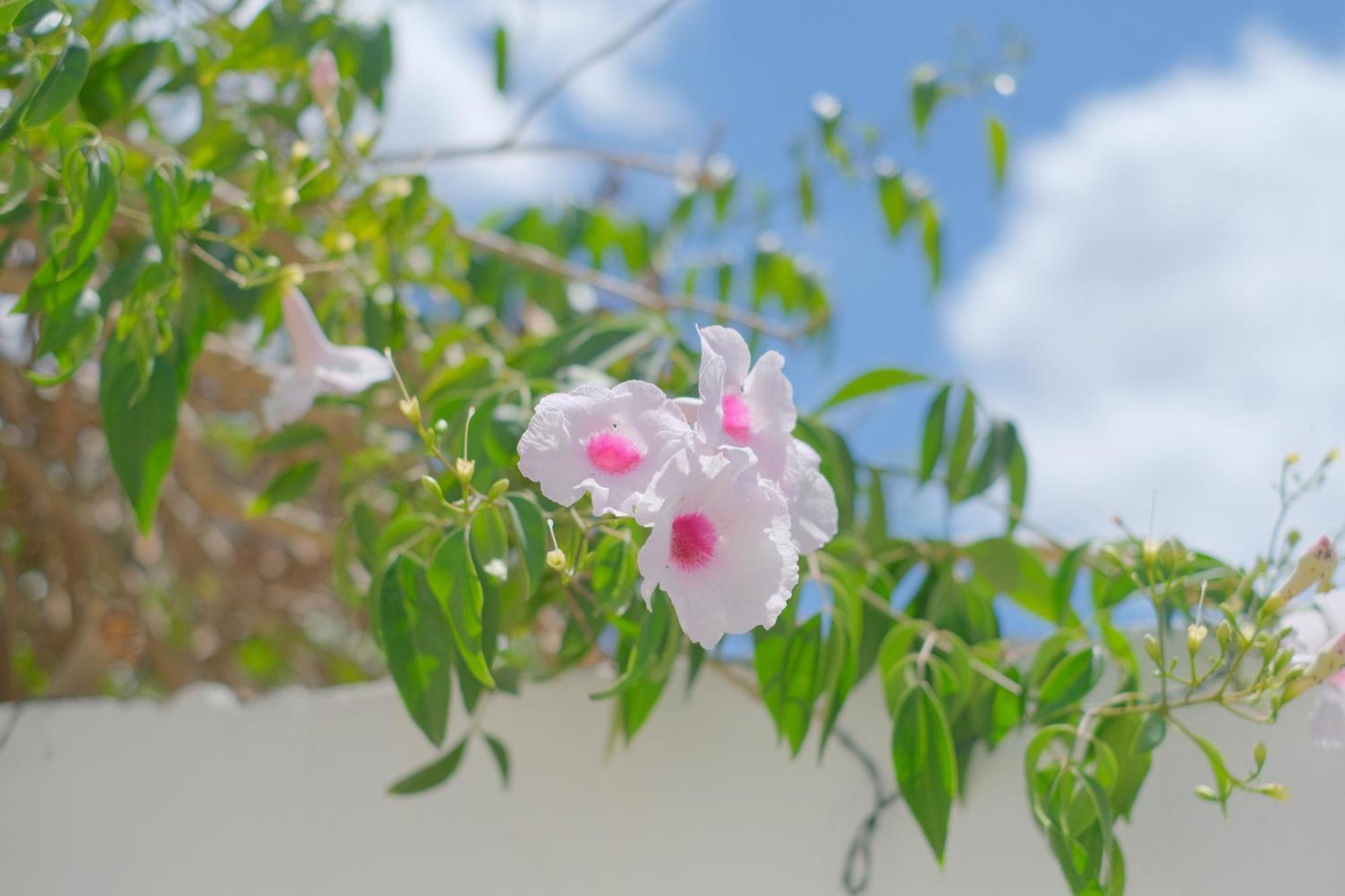 I Ricordi Di Anna Bed & Breakfast อเลซิโอ ภายนอก รูปภาพ